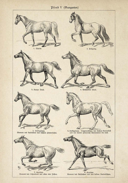 Conjunto de 3 impresiones con ilustraciones de caballos antiguos