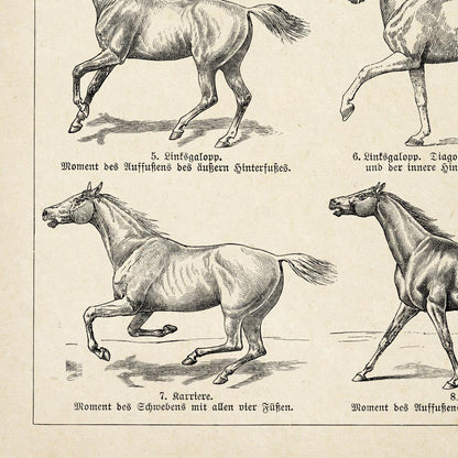 Conjunto de 3 impresiones con ilustraciones de caballos antiguos