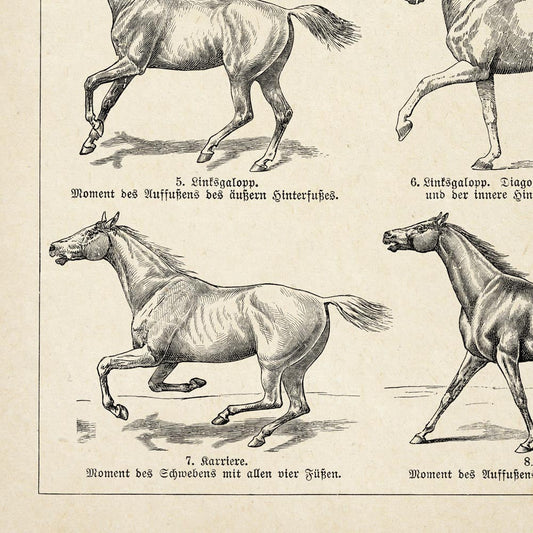 Vintage Horse Illustrations Set of 3 Prints