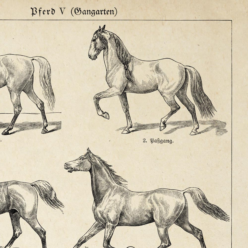 Vintage Horse Illustrations Set of 3 Prints