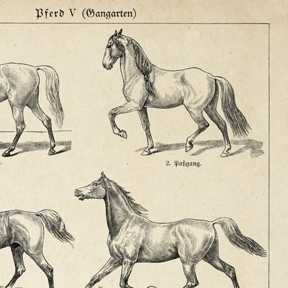Conjunto de 3 impresiones con ilustraciones de caballos antiguos