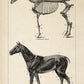 Vintage Horse Illustrations Set of 3 Prints