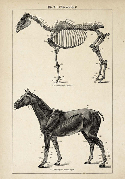 Conjunto de 3 impresiones con ilustraciones de caballos antiguos