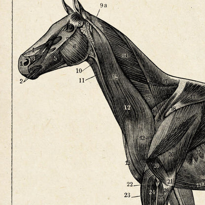Conjunto de 3 impresiones con ilustraciones de caballos antiguos