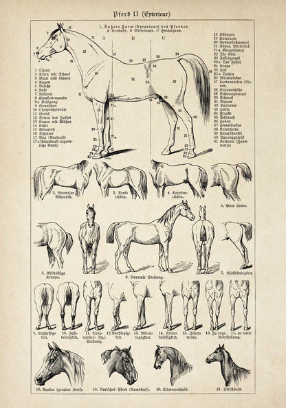 Conjunto de 3 impresiones con ilustraciones de caballos antiguos