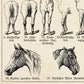 Vintage Horse Illustrations Set of 3 Prints