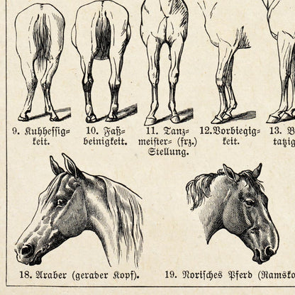 Conjunto de 3 impresiones con ilustraciones de caballos antiguos