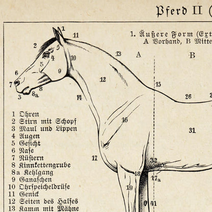 Conjunto de 3 impresiones con ilustraciones de caballos antiguos