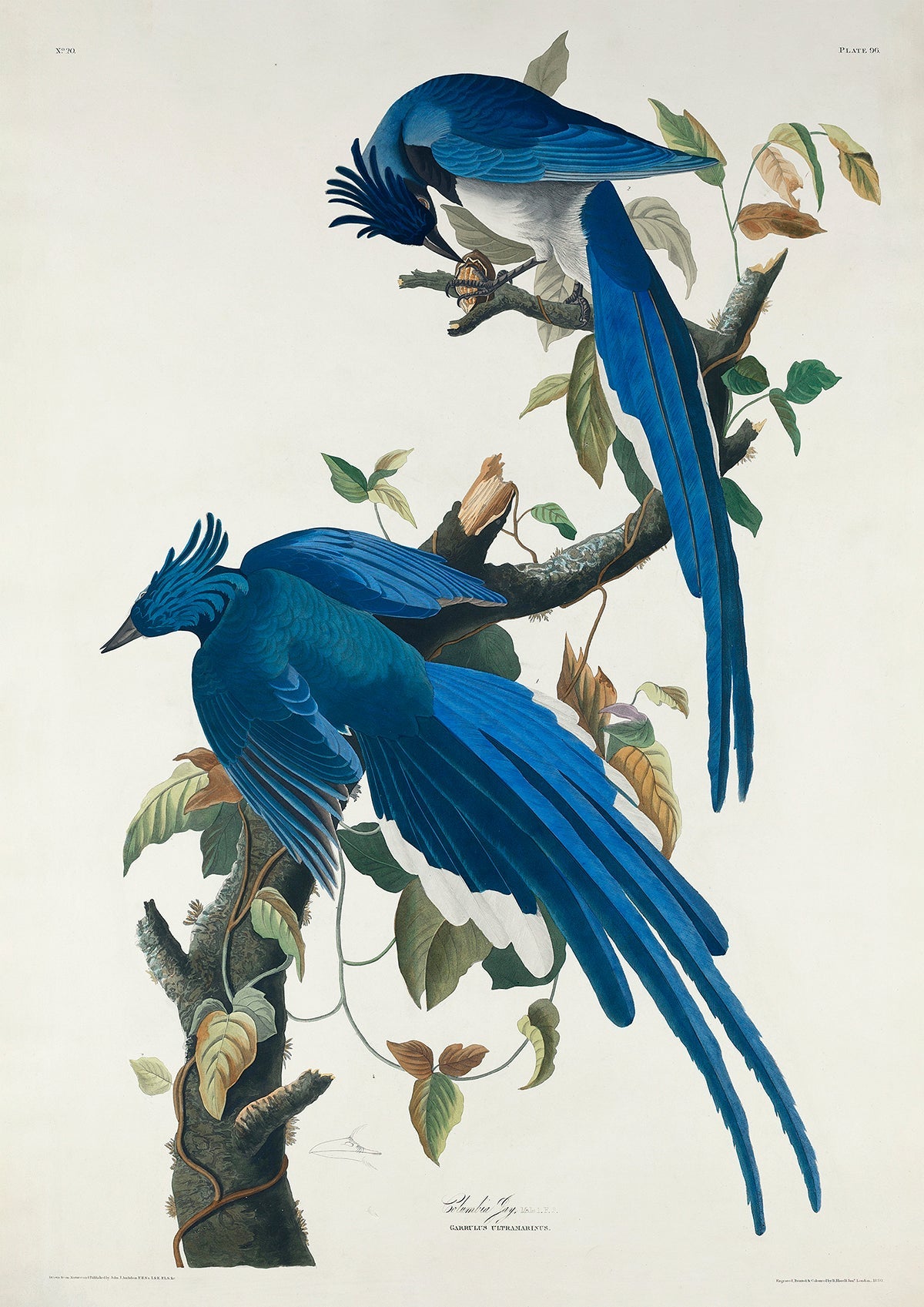 Blue Birds Set of 3 Prints