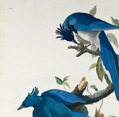 Conjunto de 3 láminas de pájaros azules