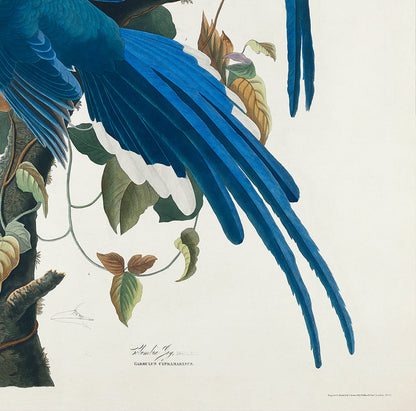 Conjunto de 3 láminas de pájaros azules