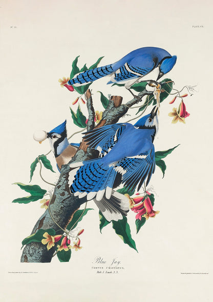 Conjunto de 3 láminas de pájaros azules