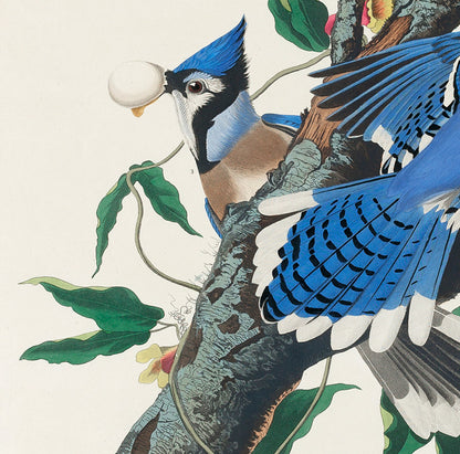 Conjunto de 3 láminas de pájaros azules