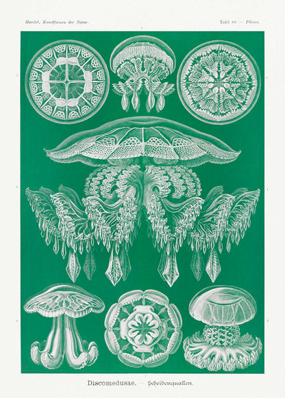 Conjunto de 3 láminas Green Vibes
