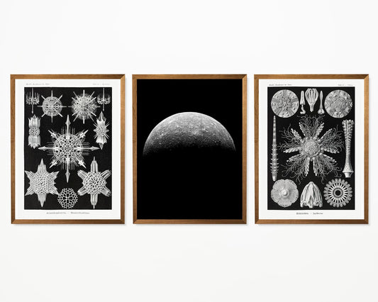 Black & White Set of 3 Prints