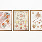 Vintage Orange Science and Nature Triptych (Set of 3 Prints)