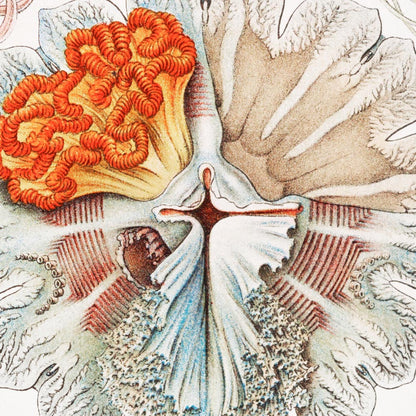 Tríptico vintage de ciencia y naturaleza en color naranja (juego de 3 impresiones)
