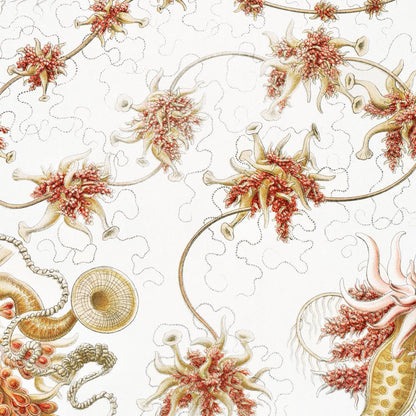 Tríptico vintage de ciencia y naturaleza en color naranja (juego de 3 impresiones)