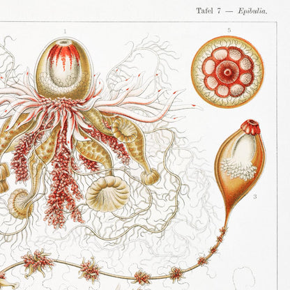 Tríptico vintage de ciencia y naturaleza en color naranja (juego de 3 impresiones)