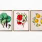 Vintage Flower Illustrations Set of 3 Prints