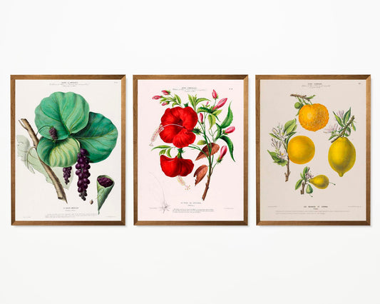 Conjunto de 3 impresiones con ilustraciones de flores vintage