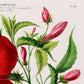 Vintage Flower Illustrations Set of 3 Prints