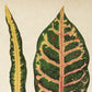 Rare Leaves Set of 3 Prints