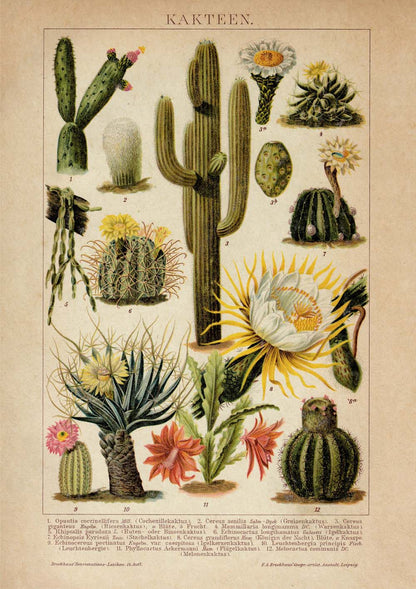 Juego de 2 pósters de cactus