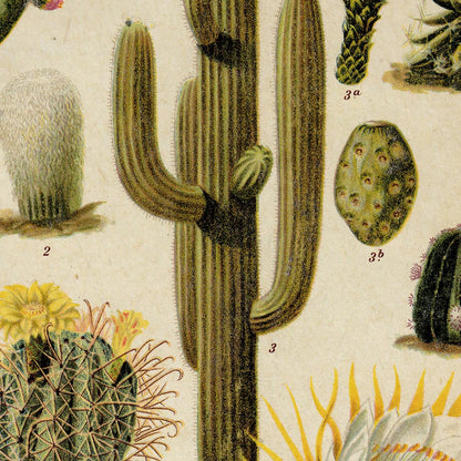 Juego de 2 pósters de cactus