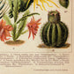 Cactus Poster Set of 2