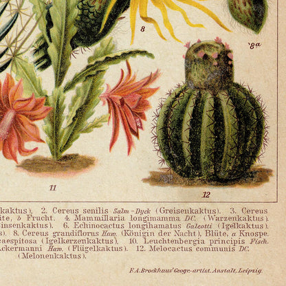 Juego de 2 pósters de cactus
