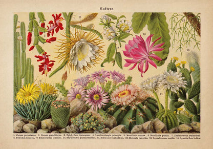 Juego de 2 pósters de cactus