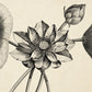 Lotus Set of 3 Prints