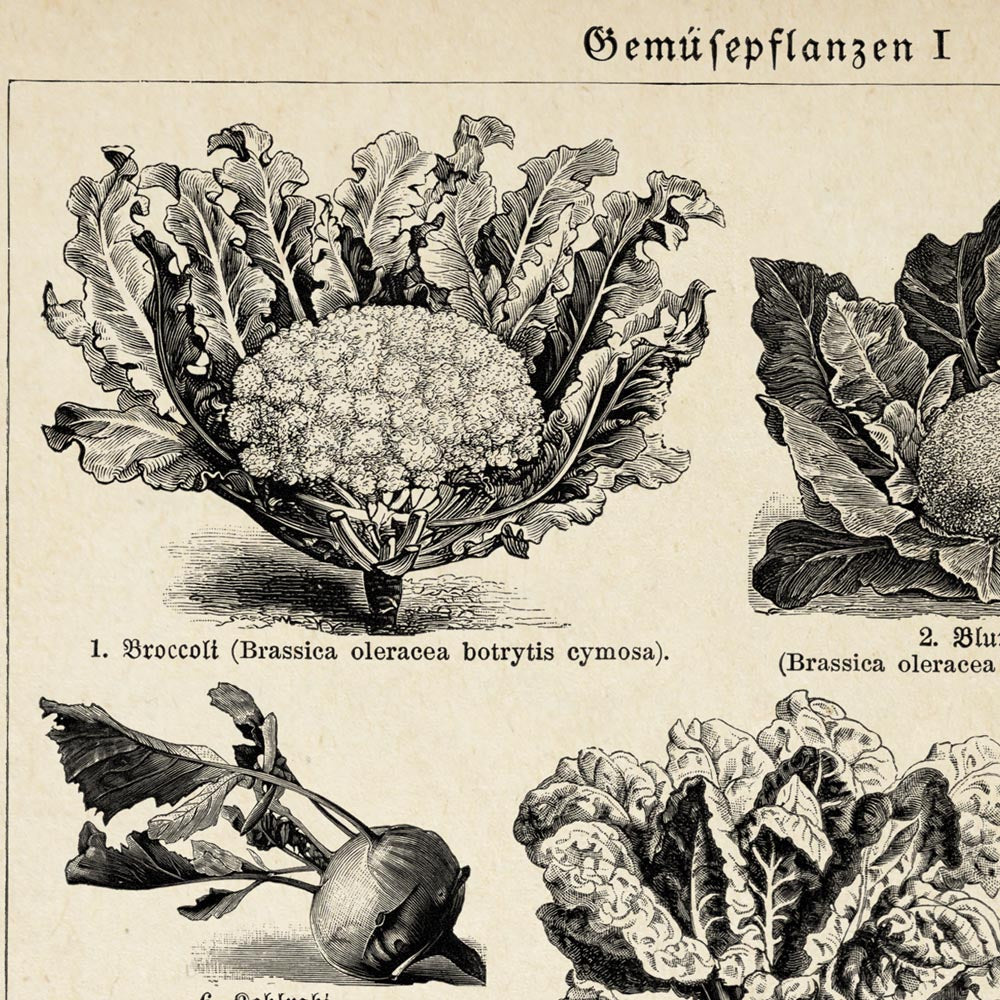 Veggie Charts Set of 3 Prints