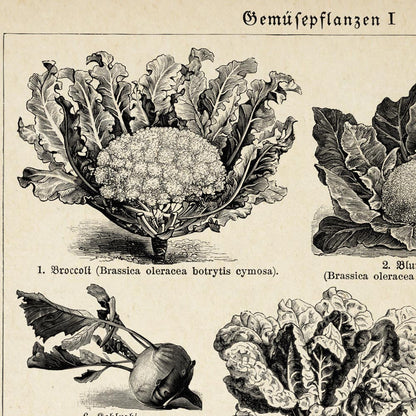 Conjunto de 3 impresiones de gráficos de verduras