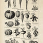 Veggie Charts Set of 3 Prints