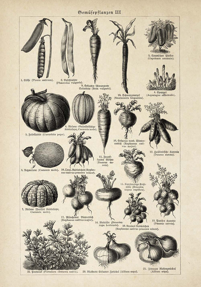 Veggie Charts Set of 3 Prints