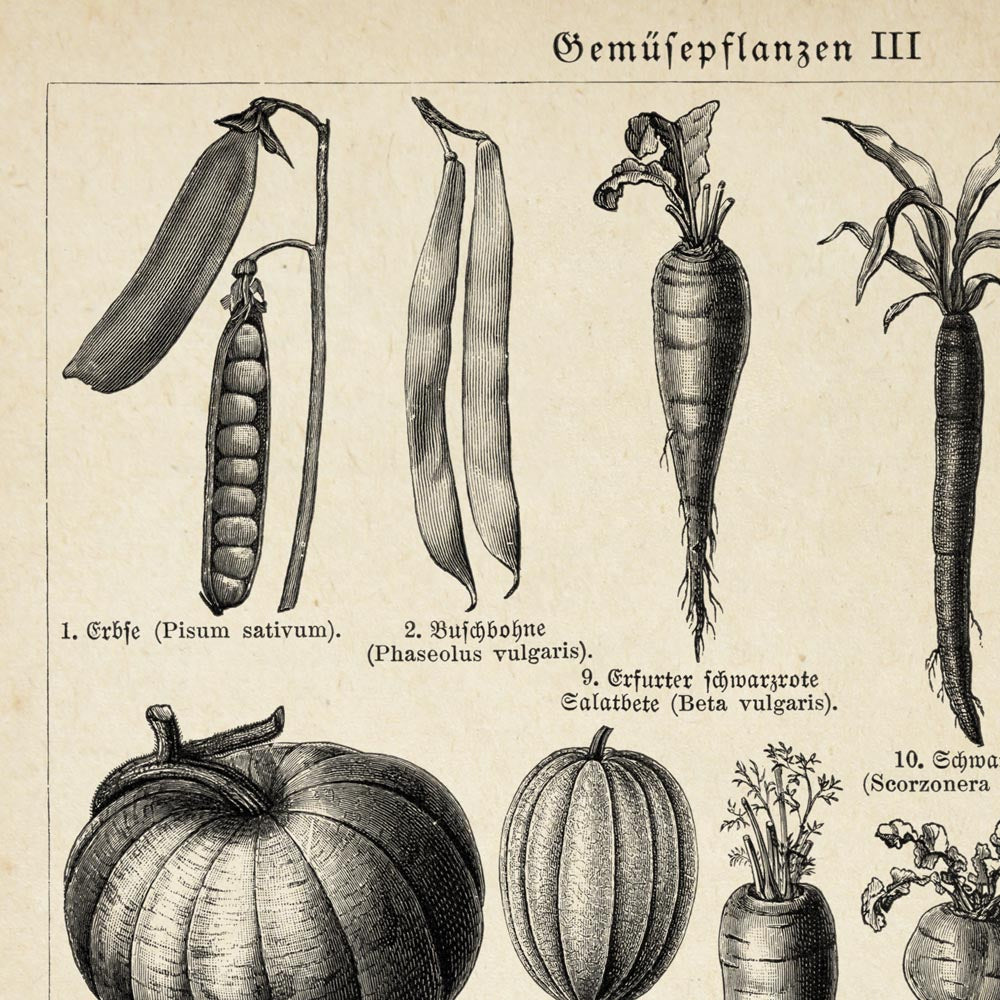 Veggie Charts Set of 3 Prints