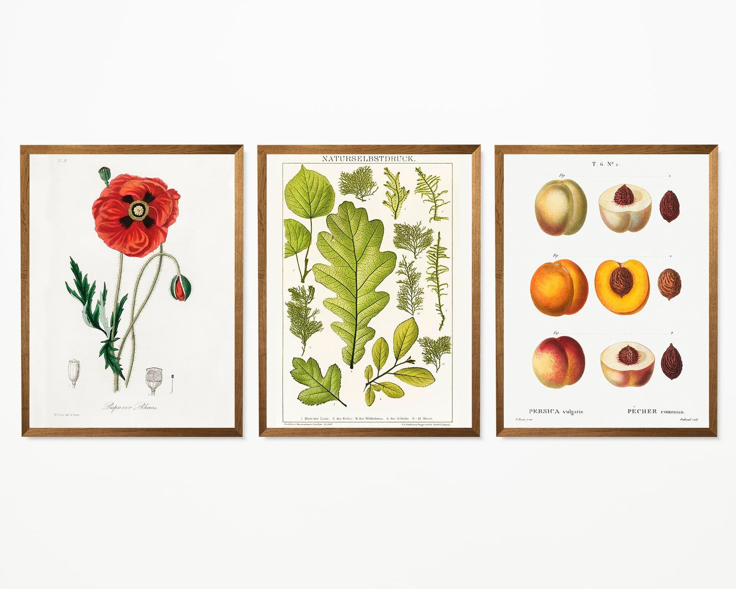 Flower, Leave and Peach Set of 3 Prints