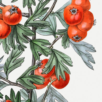 Juego de 3 láminas de frutas y tomates