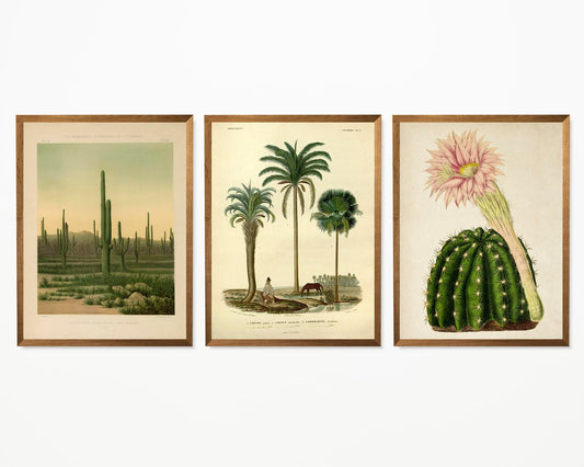 Cactus and Palm Tree Set of 3 Prints