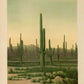 Cactus and Palm Tree Set of 3 Prints