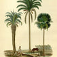 Cactus and Palm Tree Set of 3 Prints