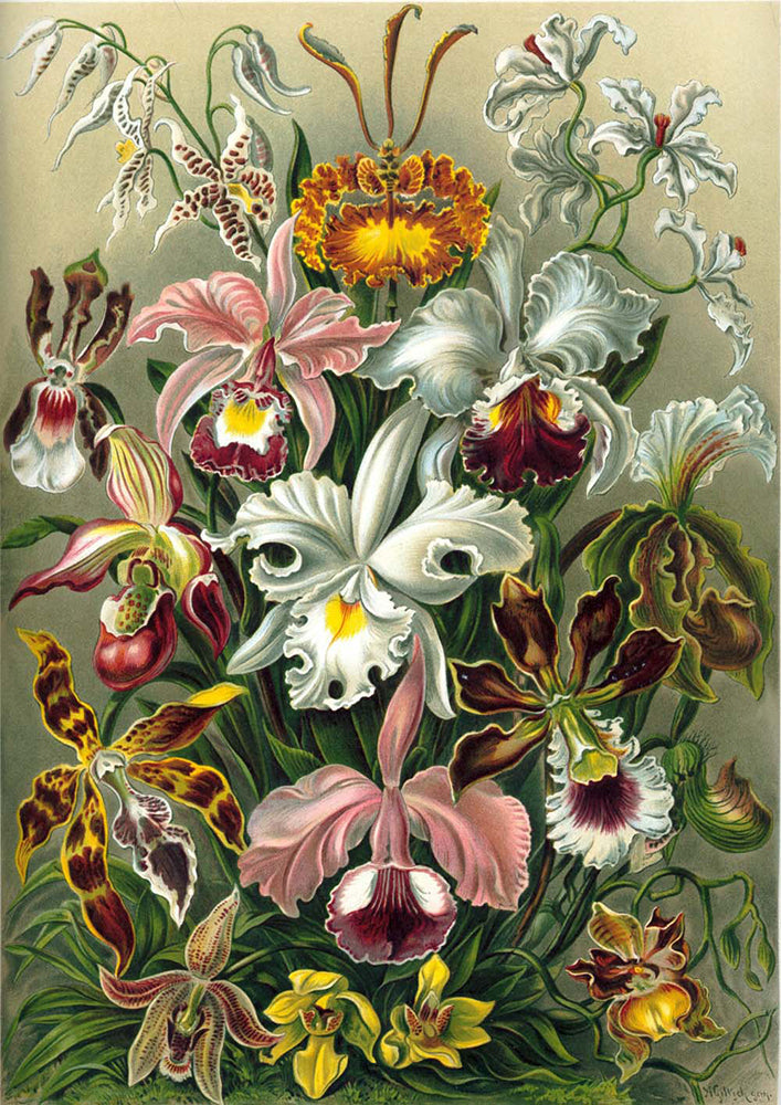 Botanical Haeckel Set of 3 Prints