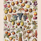 Vintage Fruits chart Decor Illustrations Set of 3 Prints