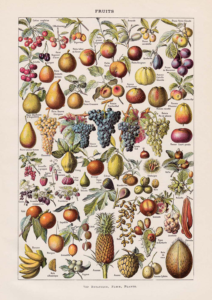 Vintage Fruits chart Decor Illustrations Set of 3 Prints