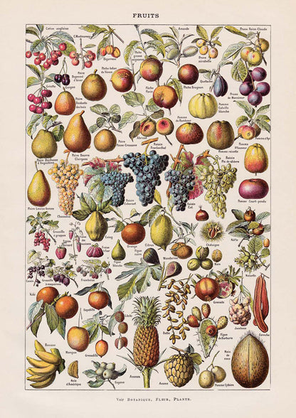 Vintage Fruits chart Decor Illustrations Set of 3 Prints