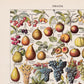 Vintage Fruits chart Decor Illustrations Set of 3 Prints