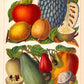 Vintage Fruits chart Decor Illustrations Set of 3 Prints