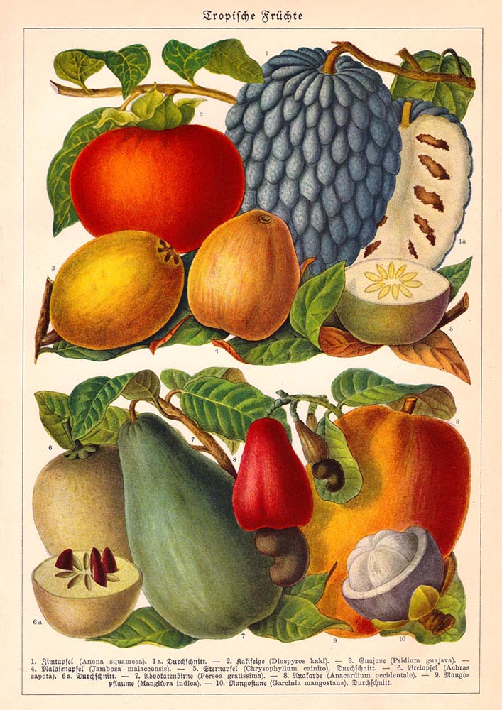 Vintage Fruits chart Decor Illustrations Set of 3 Prints